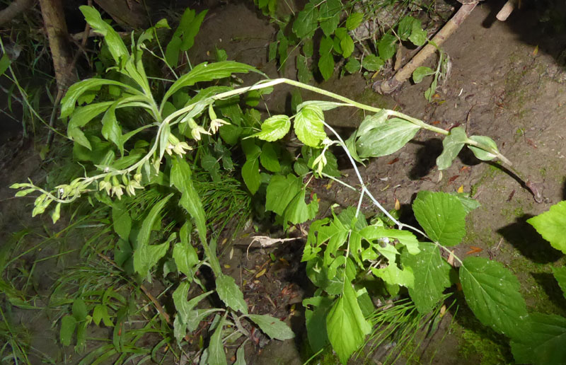 Epipactis bugacensis subsp. bugacensis